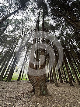 Trees from Sintra, the enchanted forest