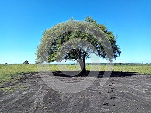 Trees in The Situbondo Summer Savanna Bekol