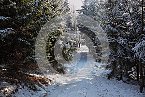 The trees and ski traces on snow