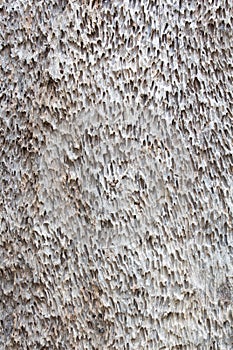 Trees skin