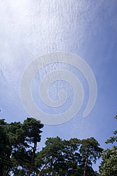 Trees and sky