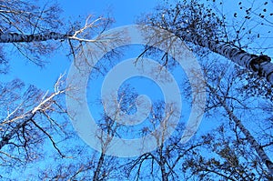 Trees and sky