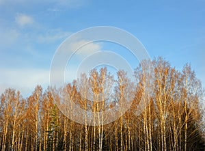 Trees and sky