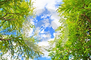 Trees and sky