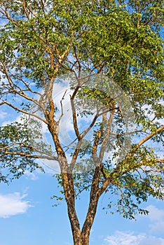 The trees with sky background