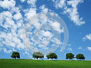 Trees with sky and clouds (6)