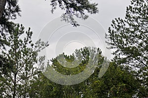 Trees with sky