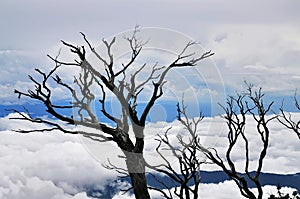 Trees, sky and puffy white clouds