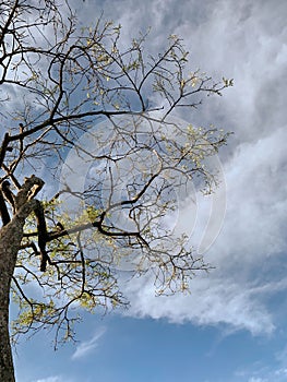 the trees and the sky seemed to merge