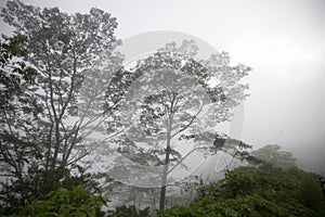 Trees and sky in the woods. Forest on a misty morning. Nature landscape background with tree in the fog