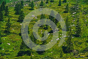 Trees on slope of green hill. Forest area covers mountain. Reserves of natural resources