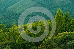 Trees on slope of green hill. Forest area covers mountain. Reserves of natural resources