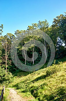 Trees on a slope with hiking trail. In Lohme on the island of RÃ¼gen