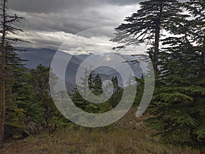 Trees on the slope before the mountains on a cloudy day