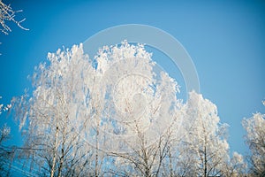 Trees in snow