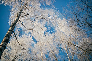 Trees in snow