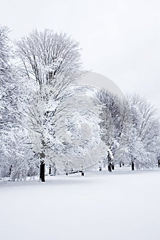 Trees in the snow