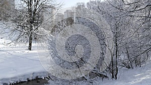 Trees in snow