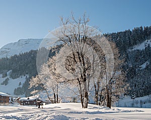 Trees in the Snow