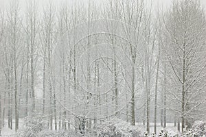 Trees in snow