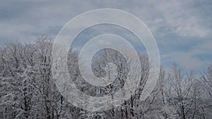 Trees in snow against a beautiful sky. Beautiful winter landscape