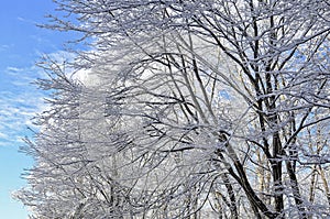 Trees with Snow Against a Blue Sky