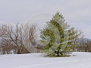 Trees in the snow along Sjam winter trail, Canada, Ottawa