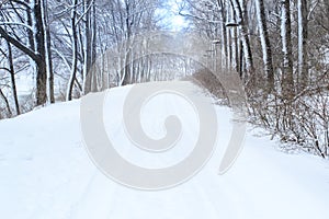 Trees with snow background winter