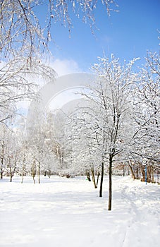 Trees in the snow in beautiful winter forest