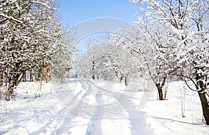 Trees in the snow in beautiful winter forest