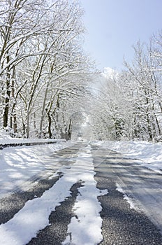 Trees with snow and a blue sky in background