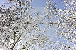 trees with snow and a blue sky in background