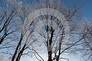Trees with snow on branches against the blue sky