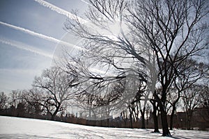 Trees on snow and buildings with sunny