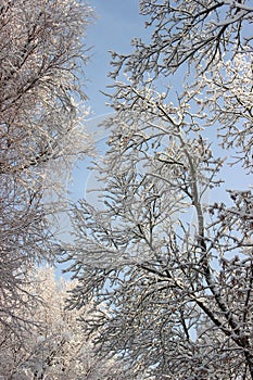 Trees with snow caps. Winter patterns. Frozen air. Blue sky under trees. Branches with snow. hoarfrost on the trees