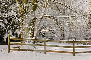 Trees and snow corral fence