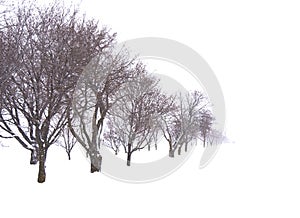 Trees in snow field