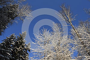 Trees, snow and sky