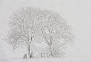 Trees in Snow Storm Noordeloos