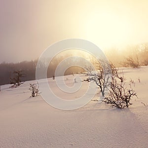 Trees in the snow at sunset