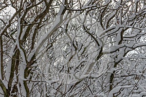 Trees in snow at Tegg`s Nose Country Park, Macclesfield, UK