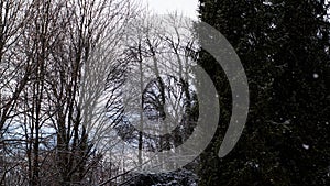 Trees with snow on it