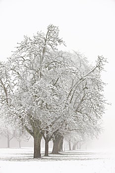 Trees in snow in winter