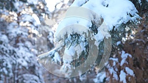 Trees in the snow winter background. Slow motion video. Christmas evergreen spruce tree with fresh snow . frozen pine