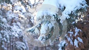 Trees in the snow Winter background . slow motion video. Christmas evergreen spruce tree with fresh snow . frozen Pine