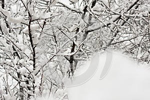 Trees with snow in winter park