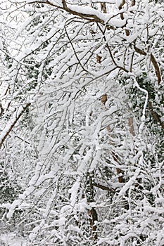 Trees in the snow after a winter storm