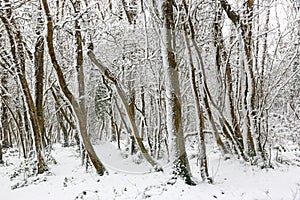 Trees in the snow after a winter storm