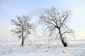 Trees in the snowfield