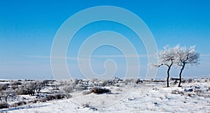 Trees on snowfield